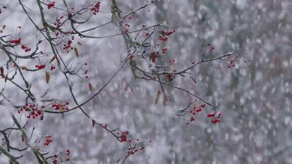 白俄冬天的雪和花楸树