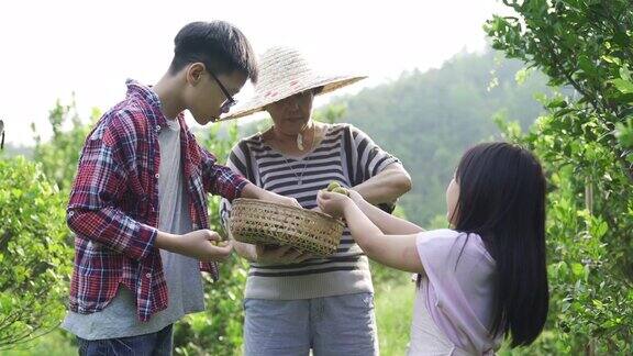一位亚洲华裔老年妇女和她的孙辈们在她的花园农场采摘石灰菖蒲