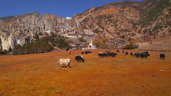 近距离观察公牛、牲畜和农民在高喜马拉雅山脉的巴拉卡村老房子定居点直达区北尼泊尔文化概念