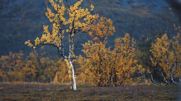 色彩鲜艳的桦树在阴暗的苔原景观慢镜头视差镜头散景背景