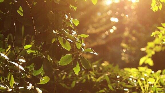 清新的绿叶沐浴在清晨柔和的阳光下