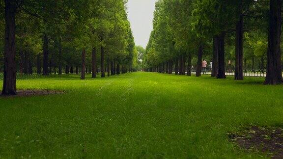 北京天坛公园是一个古老的皇家花园有许多几百年的古树