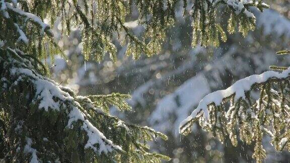 在一个阳光明媚的日子里松树上的雪正在融化冬天的风景