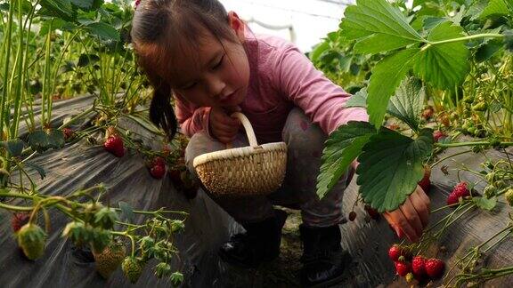 一个亚洲小女孩在农场里摘草莓
