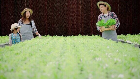 亚洲菜园家庭正在收集有机绿色橡树蔬菜他们是水培生长在温室