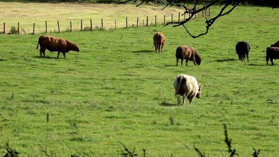 农场上的奶牛在田野里4k比特10色