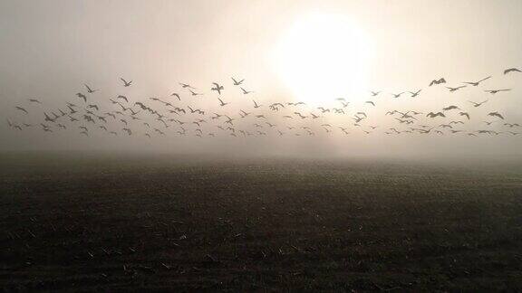 大雁在农田低空雾中飞翔