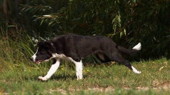 边境牧羊犬年轻男性在草地上奔跑诺曼底慢动作4K