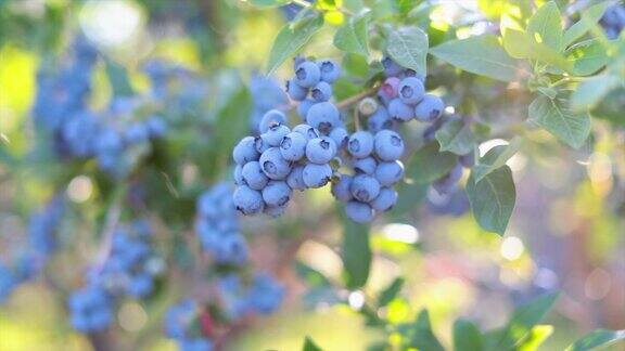 灌木上的蓝莓