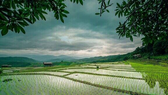 泰国清迈绿色稻田上的小屋