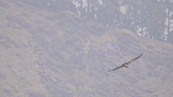 喜马拉雅狮鹫在印度喜马偕尔邦大喜马拉雅国家公园的群山中雄伟地飞行