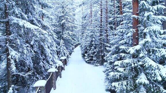 雪中的针叶林、篱笆和小径