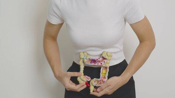 女子手持人体结肠解剖模型结肠疾病、大肠、大肠癌、溃疡性结肠炎、憩室炎、肠易激综合征、消化系统及健康概念