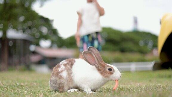 亚洲小男孩在花园里像兔子一样跳绿草地上的棕色小兔子
