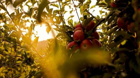 夕阳下的苹果园