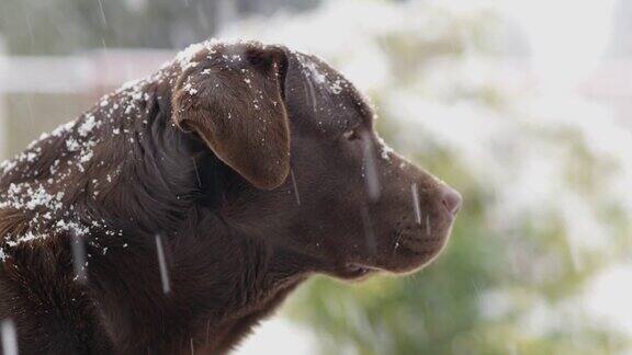 SLOMO狗在外面雪地上