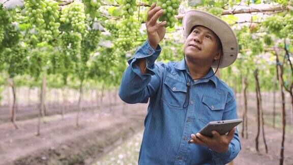 4K慢镜头:农民通过有机葡萄农场使用技术数字平板检查质量控制农业或农用工业