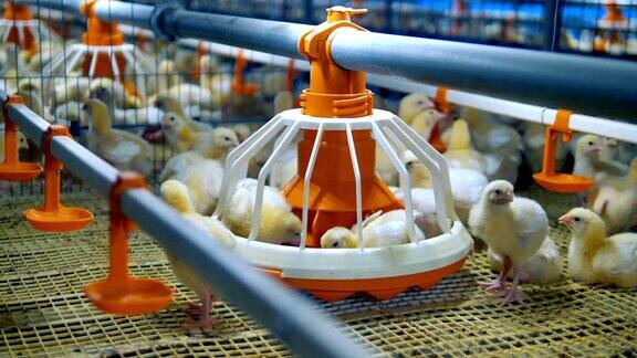 养鸡场家禽设备小鸡在看家禽4k