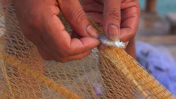 渔夫用手将鱼从网中取出