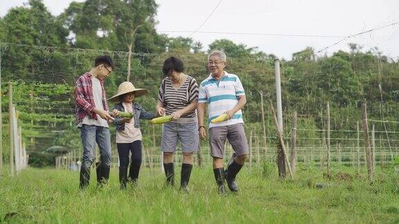 一位亚洲华人爷爷和孙子们在农场收集苦瓜