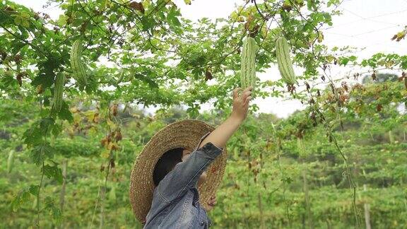亚洲的中国孙子们在家乡的爷爷奶奶的农场采摘苦瓜