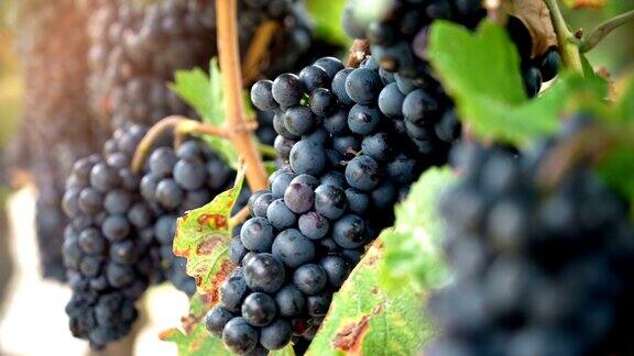 葡萄园红酒葡萄在葡萄树上在酿酒厂