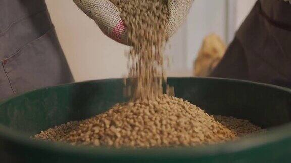 近亚洲中国工匠和工人倒生咖啡豆从袋子到桶准备烘焙过程