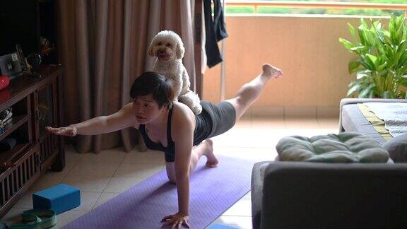 一位亚洲华人中年人在家练习瑜伽她的玩具狮子狗骚扰她还舔她的脸