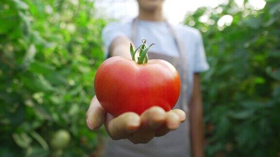 女农民拿着一个有机西红柿