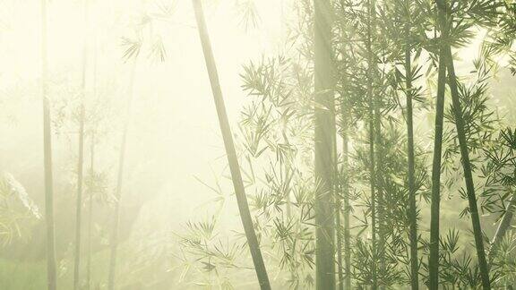亚洲竹林晨雾天气