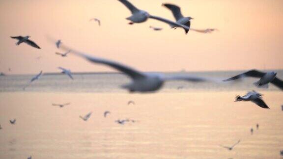 海鸥在黄昏中飞翔