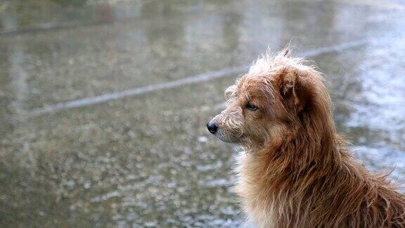 狗等雨停了