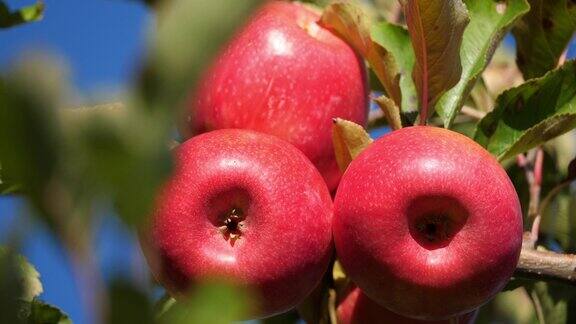 克里普斯粉红色果园苹果树欧西坦人法国