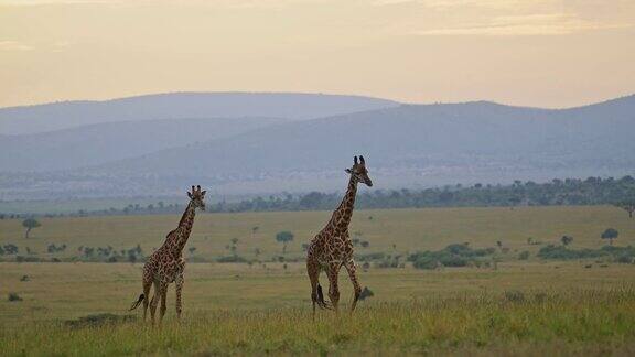 肯尼亚马赛马拉国家保护区的两只长颈鹿在日落时分漫步在山前美丽的非洲野生动物在和平的马赛马拉北部保护区