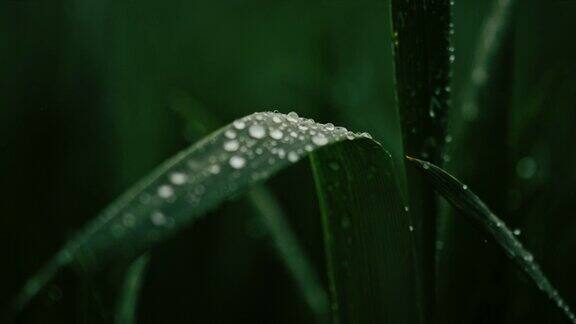 雨点落在绿色植物上