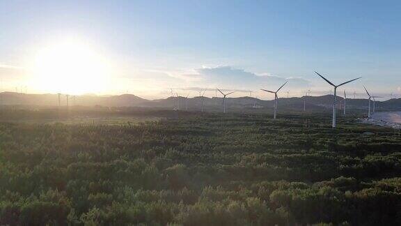 风力发电厂和郁郁葱葱的防护林在日落