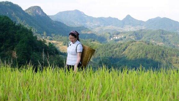 一个走在稻田里的女人