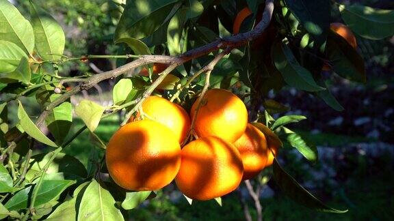阳光下的橘子树