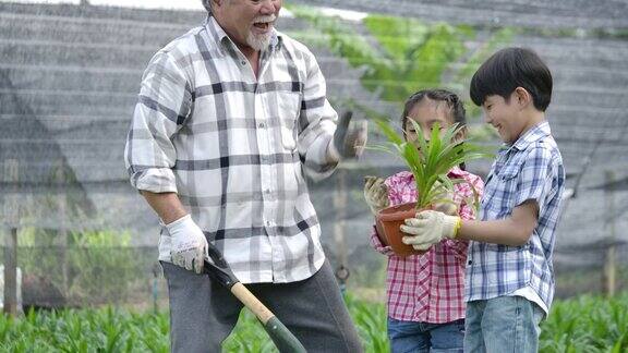 孙辈和爷爷一起在他的花园里种一棵新树孩子扶着植物爷爷扶着铁锹