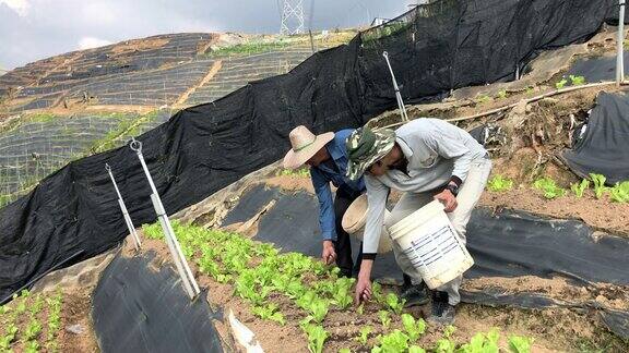 亚裔华人中年男性家庭农民手给绿植施肥