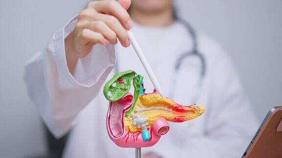 医生用胰腺、胆囊、胆管、十二指肠、小肠的人体胰腺炎解剖模型胰腺癌急慢性胰腺炎消化系统和健康概念