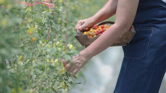 女农民在花园里采摘新鲜的有机西红柿