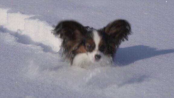 蝴蝶犬勇敢地在冬季公园的雪中行走