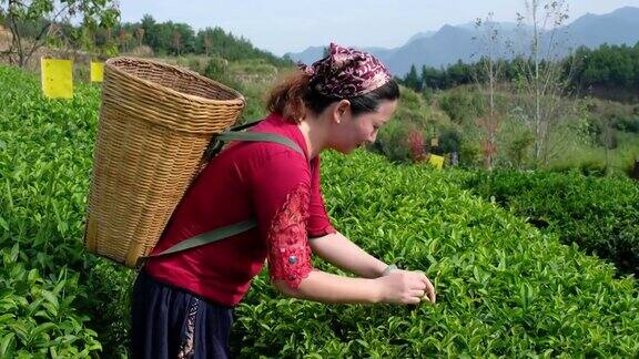 在茶园里捡拾茶叶的女性