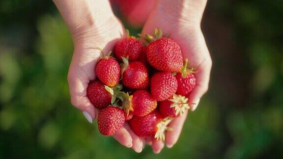 一位女农民正在采摘成熟的有机草莓手里捧着新鲜的收获
