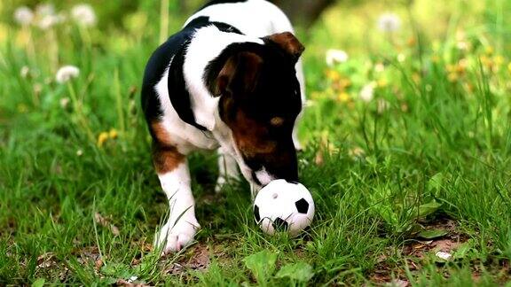 小狗玩小球