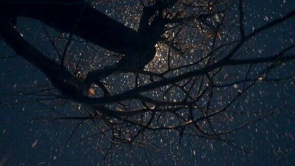 下雪的晚上在树下和路灯下