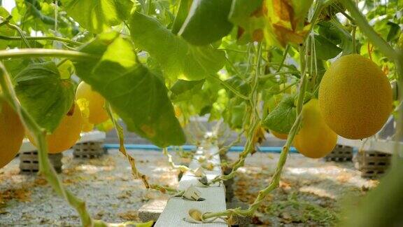 工业4.0:水培有机新鲜收获蔬菜农民看新鲜瓜种植有机水培甜瓜蔬菜的农民瓜种温室网纹瓜网支撑现代水培栽培