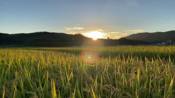 水稻农业领域