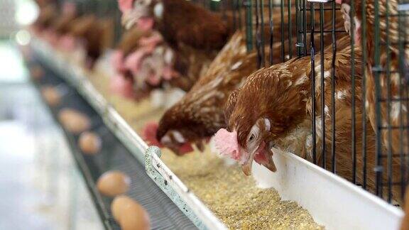 母鸡鸡蛋和鸡吃的食物在农场